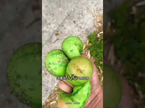 امسك البطيخة قبل أن يأخذها شخصٌ آخر! 🍉🏃‍♂️#shorts