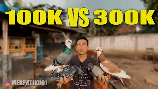 REVIEW MERPATI PLONTANG MEGAN VS PLONTANG SAPI