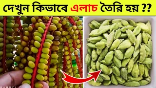কেন এত দাম বেশি ? দেখুন কিভাবে তৈরি হয় এলাচ 🤔 Why Cardamom so expensive || Cardamom Farming process