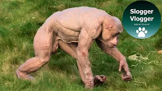 Hairless Chimp Funny End Skip Through The Grass