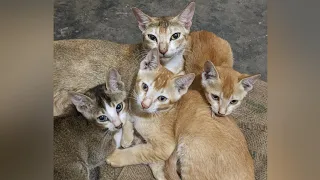 Funny Animals - Funny cats / dogs - MiMi family / Best video of March 2023 @NaturalShortMemory