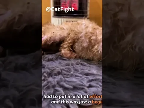 This Poor Cat Almost Died On The Road Whitout Any Food Or Water! Luckily They Saw Him And Saved Him!
