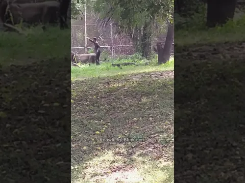शेर और शराबी में कौन बड़ा 😂 | Drunk Man Jump Into Lion Cage #shorts