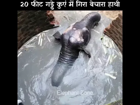 दर्दनाक🥺कुएं में गिरा हाथी😭