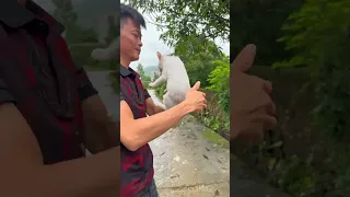 let's protect animals (Hãy bảo vệ động vật)