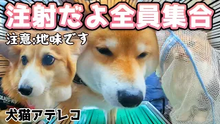 【犬猫アテレコ】狂犬病予防接種と健康診断へ行こう