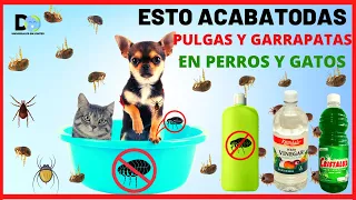 Úsalo en tu Perro o Gato y jamás verás una Pulga o Garrapata | Shampoo Antipulgas