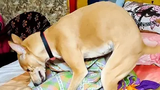 Humping dog funny compilation video🐶 ❤🤣 #funnydogvideo #doglover #viral