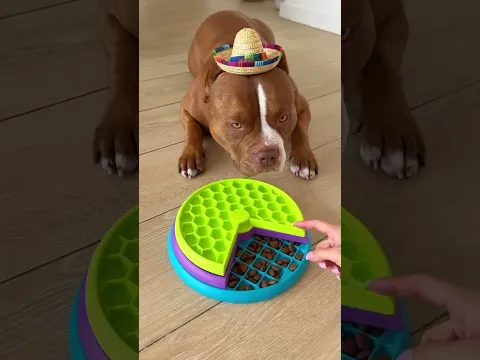 soy el taco más guapo? #viral #perros #perrofeliz #dúo