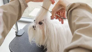 6년 동안 기른 털을 잘라보았습니다.