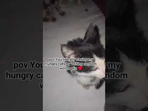pov.shelter #help #catrescue #foryoupage #fyp #foryou #kitten #cat #lucy #animals #shorts ♥️