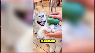✔ Las Historias mas Bellas y Divertidas de Gatitos de YOTUBE 😍🥰