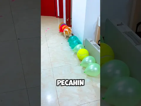 Balon Terakhir Nggak Mau Pecah Demi Cokelat, Ternyata Ini Alasannya! 🎈🍫