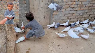 Barsat Mein Bacche Ne Kabutar Pakda || ISMAIL Pigeons