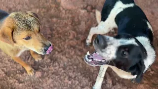 Female dog attracting males sound ｜A wonderful performance between dogs