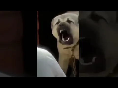 5 dog breeds that can kill wolves 😱😱 #shorts