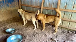 Male Dog Eager to Mate, But She’s Just Not Ready Yet