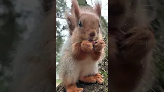 Невероятно спокойный бельчонок 🐿 Incredibly calm little squirrel