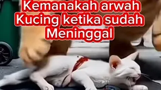 Kemanakah arwah kucing yang sudah meninggal