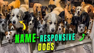 Dogs Go inside House One by Name When a Name Is Called