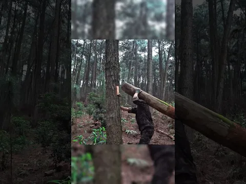 Build a shelter in the wildernes #bushcraft #build #camp #camping #survival #outdoor #outdoor #viral