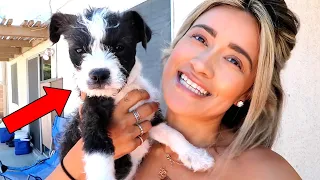 HUSBAND SURPRISED ME WITH ANOTHER PUPPY!!..