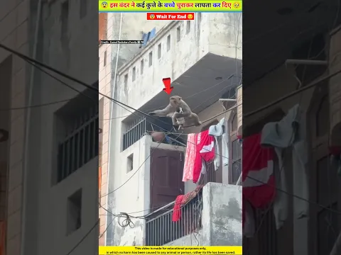 इस बंदर ने कई कुत्ते के बच्चे चुरा कर लापता कर दिया 😡🥹