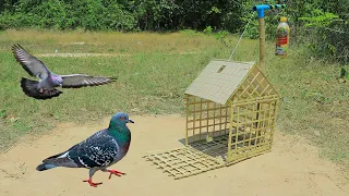 The First Unique Pigeon Trapping Technique - Best Quick Bird Trap Using Cardboard Box And Bamboo