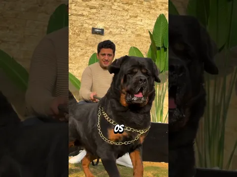 Les Chiens Les Plus Puissants Du Monde – Le Dernier Peut Tuer Un Lion 😨