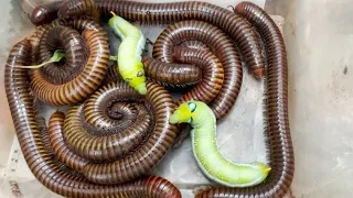 😱 1000+ Giant Millipedes Found in the Forest! | Ultimate Millipede Hunting Adventure #millipede 