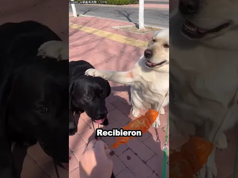 Cómo es la verdadera amistad: lecciones de los perros🐕🤝 #shorts #reels