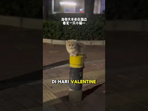 di hari valentine pasangan itu mengadopsi kucing jalanan #shorts