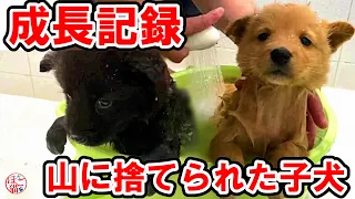 【子犬　子猫　保護犬】山に捨てられた子犬　保護後の成長記録
