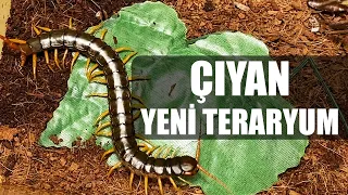 #KÇ1 BİZİM OĞLANA "YAŞLI ÇIYAN" YENİ TERARYUM - SELAM :)