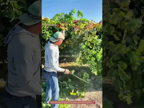 Schnitt im Sonnenlicht: Wie gezieltes Beschneiden den Weinstock stärkt