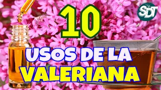 La VALERIANA ¿Para qué sirve? 10 Usos de la Valeriana que DEBES CONOCER por sus BENEFICIOS ❀