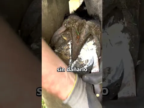 Cómo salvar la vida de los caballos 👏