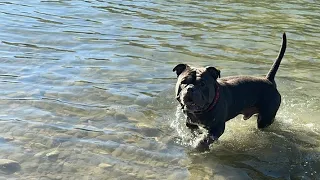 Squish Biscuit Sunday Live #dogs #americanbully