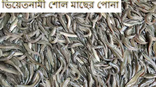 লাভজনক ভিয়েতনামী শোল মাছের পোনা  চাষ ০১৭১১১৫০৯৬০ | Sheakhead fish farm