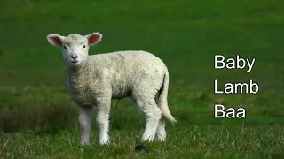 Baby lambs baaing and relax with Nature  4k  ( part 1 )