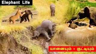 காட்டில் வாழப் போராடும் யானையும் குட்டியும் elephant wildlife animals ragasiyam Tamil