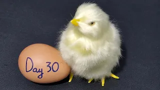 RAW EGG PEELING LIVE - DAY 30