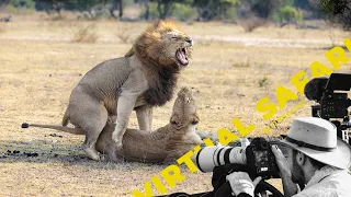 Lions, Leopards, and Giraffes in One Epic Afternoon- Virtual Safari #185