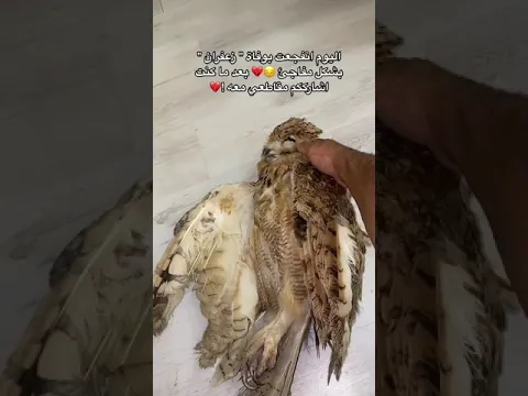مات زعفران 💔😢🦉الحمدلله على كل حال .. my owl is die 💔 ..