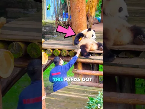 The Panda who never forget his carrot🐼