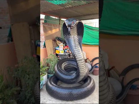 छोटू को नेवले ने मार दिया 😨😱ll #shortsfeed #vikassir #sneek #nevla #short #school #comedy