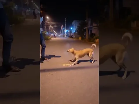 Dog's Surprising Reaction to Fireworks! #dog #funny #diwali
