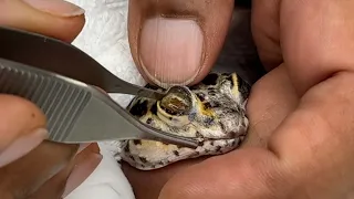 Oddly Satisfying Scene Of a Gecko Getting His Eyecap Peeled Off