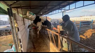 ACTION-PACKED MOMENTS WITH COWS