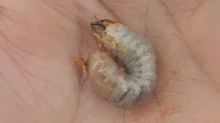 Encontrei uma larva de abelha mangangá 